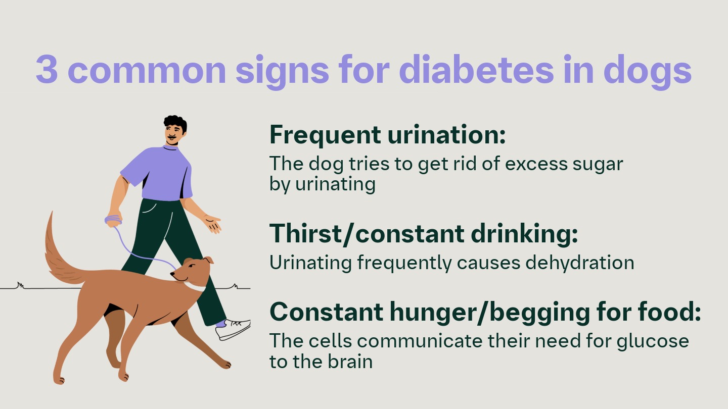 Stunning How Do Dogs Develop Diabetes Wallpaper Photography Stunning How Do Dogs Develop Diabetes Wallpaper Photography